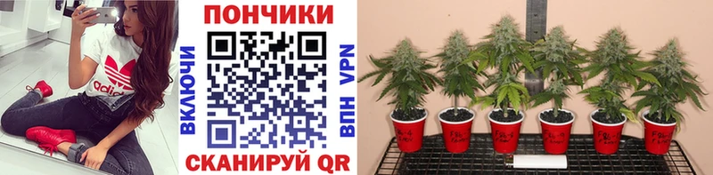 Бошки марихуана семена купить закладку дарк нет формула Светогорск